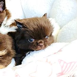 Ruby 9800 - Chocolate and white male Chihuahua puppy in Santa Rosa Beach, Florida from Eva's Chihuahua