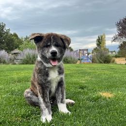 Messi - Brindle male Japanese Akitainu puppy in Payson, Utah from Havoc Akitas