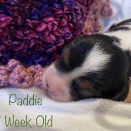 Cavalier King Charles Spaniel Puppies from M & M Cavaliers