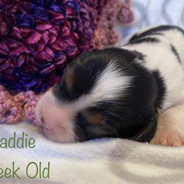 Cavalier King Charles Spaniel Puppies from M & M Cavaliers