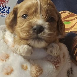 Girl 1 - Red female Cavapoo puppy in Conklin, Michigan from Lake Michigan Couture Cavapoos & Cockapoos