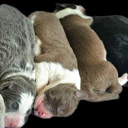 Rush - White and red male Border Collie puppy in Cedar Springs, Michigan from Lyncroft Border Collies