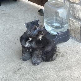 Miniature Schnauzer Puppies from Sugarbaby Kennel