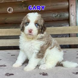 Gary - Merle male Bernedoodle puppy in Banner Elk, North Carolina from Walnut Tree Bernedoodles