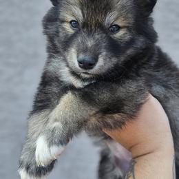 Siberian Husky Puppies from Anime Huskies