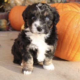 Aussiedoodle and Goldendoodle Puppies from Skyridge Doodles