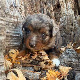 Blue Boy - Blue merle male Miniature Australian Shepherd puppy in Burke, South Dakota from Triple J Aussies SD