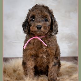 Mia - Merle female Cockapoo puppy in Connersville, Indiana from Deaz Doodle Ranch
