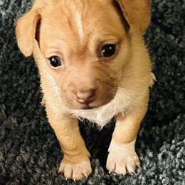 Chihuahuas from Lindsay's Charming Chi Love