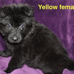 Yellow female - Black female German Shepherd puppy in Ann Arbor, Michigan from Von Der Havier German Shepherds