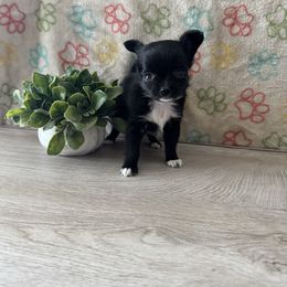 Spaghetti - Black and white female Chihuahua puppy in Greenup, Kentucky from KB Chihuahuas