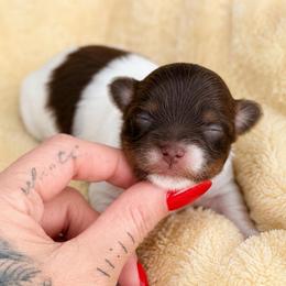 Pumpkin - Tan and white female Yorkshire Terrier puppy in Jacksonville, Florida from Yorktown Yorkies