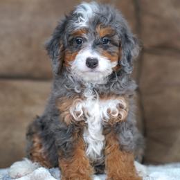 Shabby - Blue merle male Bernedoodle puppy in Dundee, Ohio from Down Home Doodle