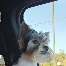 Ace - Yorkshire Terrier