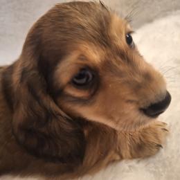 Boy 2 - male Dachshund puppy in Griffin, Georgia from Green Acres Dachshunds