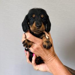 Winnie - Black and tan female Dachshund puppy in Alva, Florida from Salty C's Dachshunds