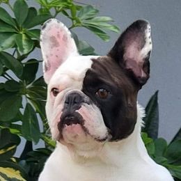 Darla - French Bulldog