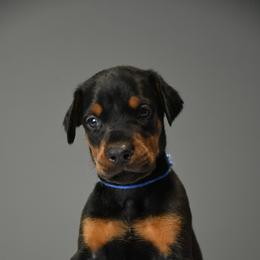 Ransom - Black and rust male Doberman Pinscher puppy in Overton, Texas from Obsidian Kennel