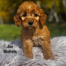Joe Nichols - Red  male Goldendoodle puppy in Lancaster, Minnesota from North Star Dog Training