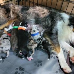 Girl 3 - female Toy Australian Shepherd puppy in Norwood, Missouri from Looney Farm’s Toy & Mini Aussies