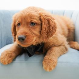 Twix - Dark golden male Golden Retriever puppy in Elmwood Park, Illinois from Goldens&MiniAussiesWithFinesse