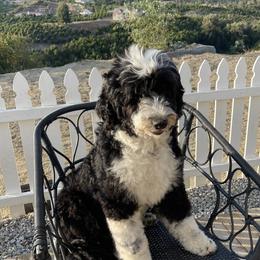 Paisley  - Bernedoodle