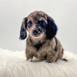Zelda - Dapple female Dachshund puppy in Litchfield, Illinois from Charmm Dachshunds
