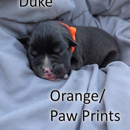 Duke - Orange Paw Prints - Brindle male Boxer puppy in Sherrill, Iowa from Balltown Boxers