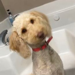 Dachshunds and Goldendoodles from Forrest Kennels