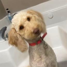 Dachshunds and Goldendoodles from Forrest Kennels