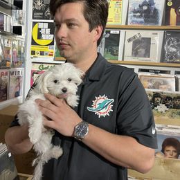 Maltese, Morkie, and Yorkshire Terrier Puppies from Cottonwood Maltese & Yorkies