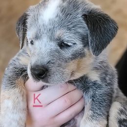 Australian Cattle Dogs from K Bar Cattle Dogs