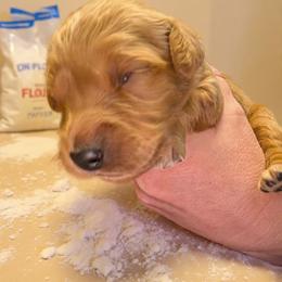 Flour - Dark golden female Golden Retriever puppy in Wendell, Minnesota from Floden Farm Golden Retrievers
