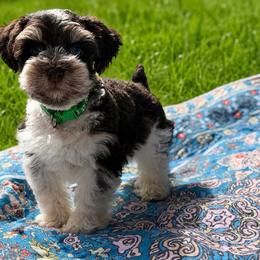 Major - Parti male Miniature Schnauzer puppy in Magalia, California from NorCal Schnauzers