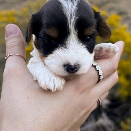 Sophia - Black tan and white female Biewer Terrier puppy in Mapleton, Utah from Biewer Bliss Kennel