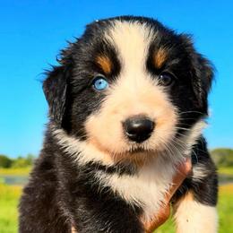 Ruby - Black tri-color female Australian Shepherd puppy in Iola, Texas from MK Aussies