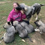 Sarplaninac Puppies from Sarplaninac in the USA
