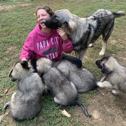 Sarplaninac Puppies from Sarplaninac in the USA