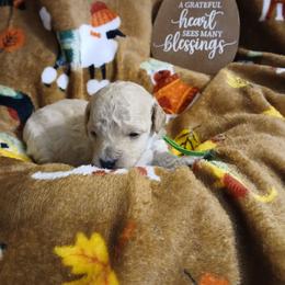 Dexter - Cream male Poodle puppy in Blanch, North Carolina from Faithful Hearts Kennel