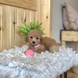 F1B Meet Sicily:) - Apricot female Cavapoo puppy in Centerville, Iowa from Barnyard Dachshunds, Dals & Doodles