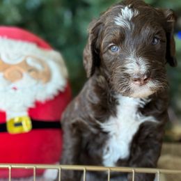 Gerorge - Brown male Bernedoodle puppy in Yuciapa, California from AlltheDoodlez_