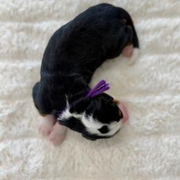 Petunia - Tri-color female Bernedoodle puppy in Hegins, Pennsylvania from Bubbling Springs Doodles, LLC