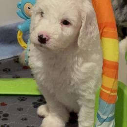 Daisy - White female Bernedoodle puppy in Sturtevant, Wisconsin from Raising Doodles