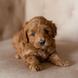 Aussiedoodle, Cockapoo, Miniature Australian Shepherd, and Poodle Puppies from Benson’s Red River Aussies