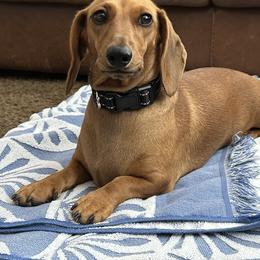 Lucky - Red female Dachshund puppy in Moreno Valley, California from DeLorenzo Dachshunds
