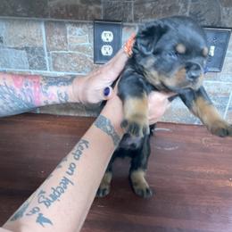 Boy 2 - male Rottweiler puppy in Brighton, Tennessee from Come what May Rottweillers & rescues llc