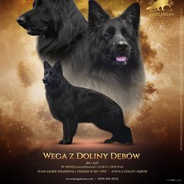 Vega - German Shepherd