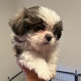 Delilah - Blue and white female Shih Tzu puppy in Victorville, California from RUMBLE n TUMBLE