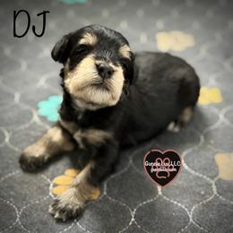 2 DJ - Black and tan male Schnoodle puppy in Saint Augustine, Florida from Gunnie Luv, LLC
