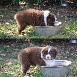 Australian Shepherd Puppies from Dream E River Ranch